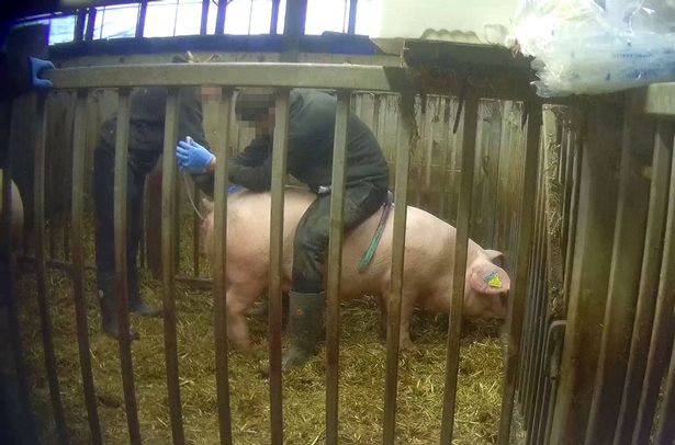 Cranswick says it has 'suspended the team working at the farm'