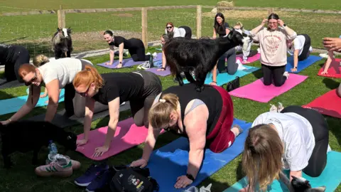 Mira Rumianceva About a dozen women on yoga mats in a field, with a black goat standing on one of the women's backs.