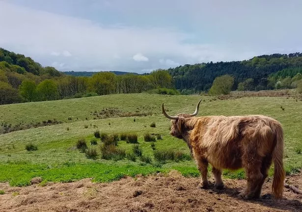 A pensive cow near Newtondale in North Yorkshire