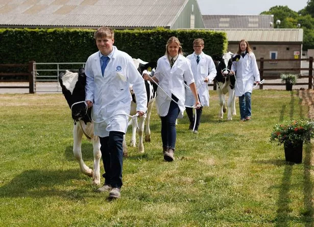 Students displaying cattle at Bishop Burton College's Stock Skills event