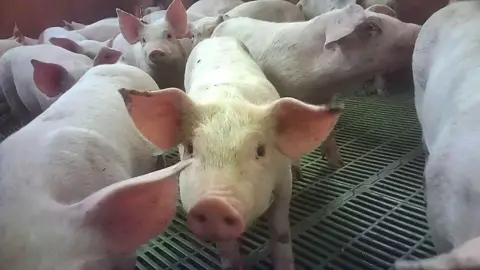 Animal Justice Project A dozen or so piglets in a pen. One of the piglets is moving its snout close to the camera.