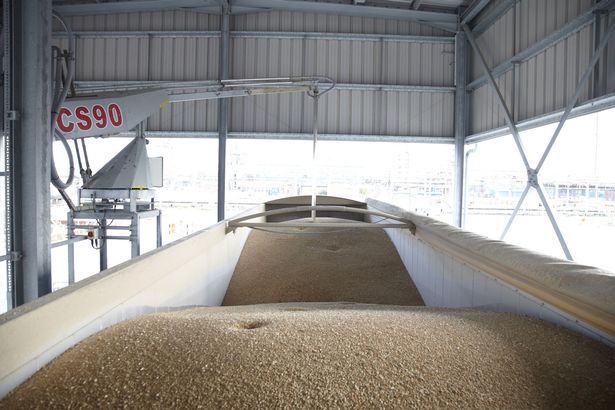 Grain is used to produce the bioethanol
