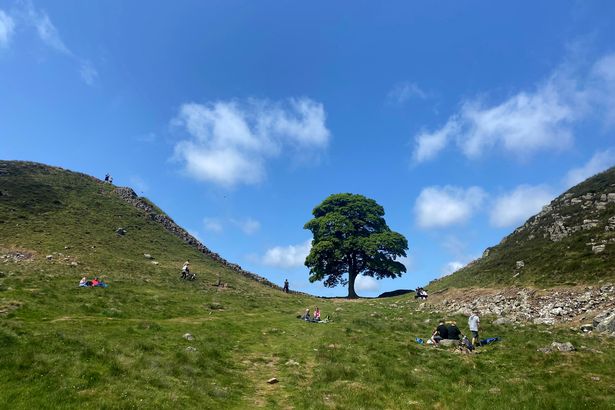 A picture taken on June 4, 2023 shows the Sycamore Gap tree along Hadrian's Wall near Hexham, northern England. One of the UK's most photographed trees, located next to the Roman-era Hadrian's Wall in northeast England, has been "deliberately felled," the authority responsible for the local National Park said on September 28, 2023. (Photo by Oli SCARFF / AFP) (Photo by OLI SCARFF/AFP via Getty Images)