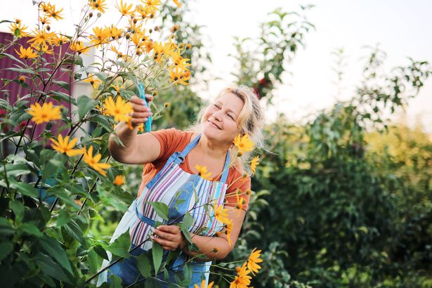 middle-aged woman in an apron is working in the summer garden with a gardening tool