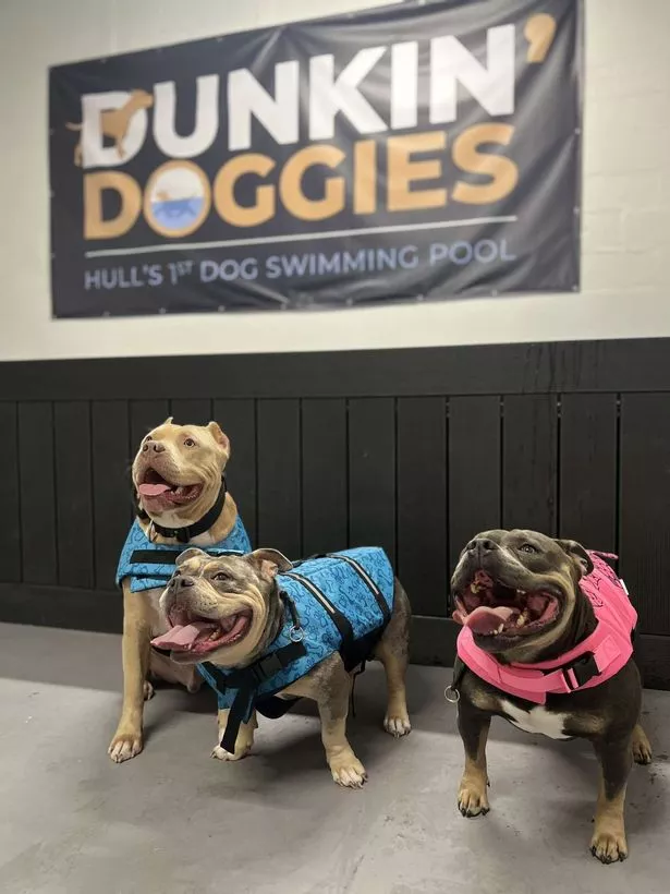 Hull's first 'fun dog swimming pool' opened on June 4