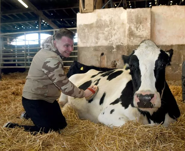 Meeting a friendly cow at Dumble Farm in East Yorkshire