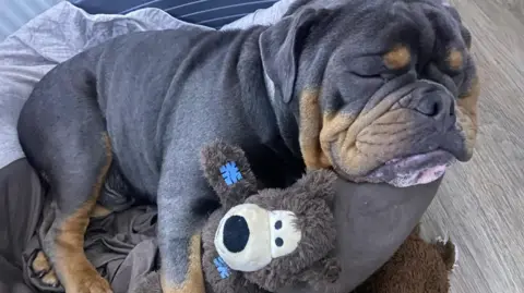 Family handout/BBC A black and brown bulldog lies, eyes closed, cuddling a teddy bear.
