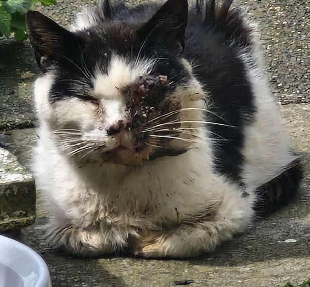 Charlie said injured stray cat George sadly died 'despite everything we tried'