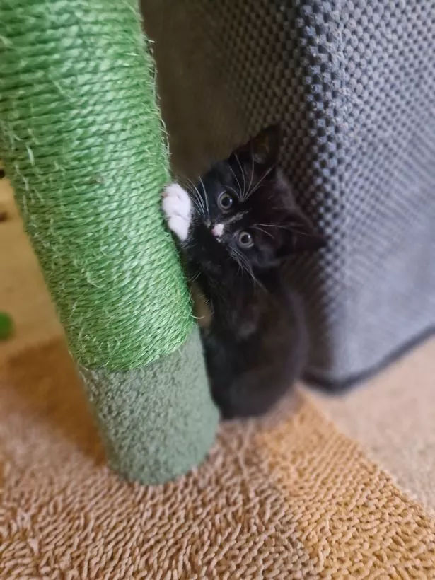 There are always many cats and kittens looking for homes