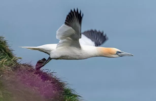 A Northern Gannet at RSPB Bempton Cliffs