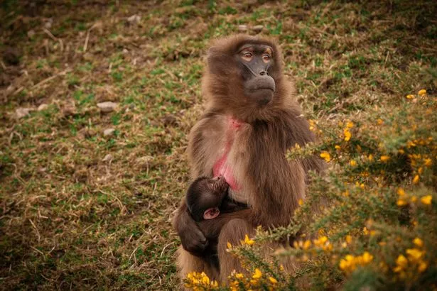 Award-winning Yorkshire Wildlife Park is celebrating the birth of an adorable Gelada Monkey