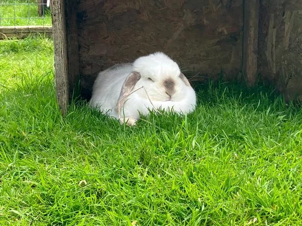 There are plenty of cute rabbits and guinea pigs at East Hull Community Farm