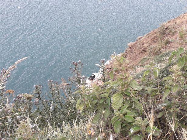 Many puffins were visible but this napping one was the closest