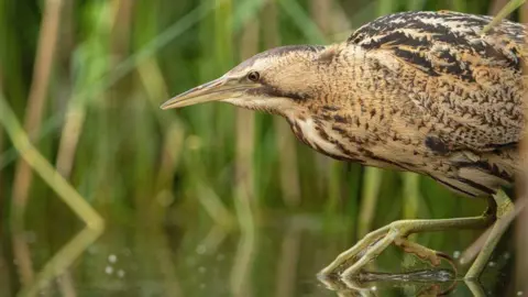 Ben Andrew/PA Media A bird standing in water and reeds. The bittern has a long beak and has a mixture of brown, white and black feathers.