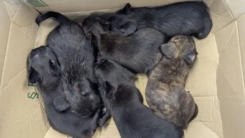RSPCA Hull and East Riding Six black puppies (the one of the far right has light brown specks in its fur) are all lying together in a cardboard box.