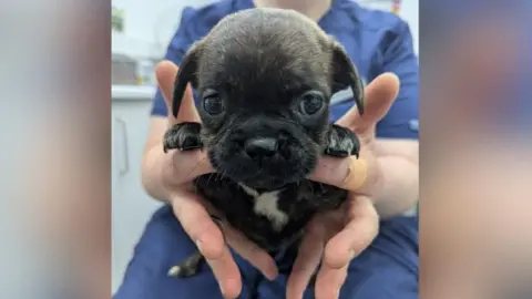 RSPCA Hull and East Riding A healthcare worker wearing scrubs holds up one of the black puppies in the hands, with the puppy's paws resting on their finger and it is looking into the camera.