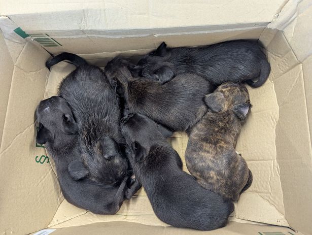 The dogs are thought to be a cross between French bull and Chihuahua