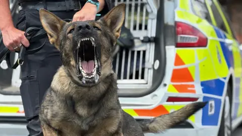 Kevin Shoesmith/BBC A police dog snarls at the camera. Its mouth is open, exposing its teeth. The dog is being held close on its lead by a person wearing dark trousers. A police car with a dog cage in the boot can be seen in the background.