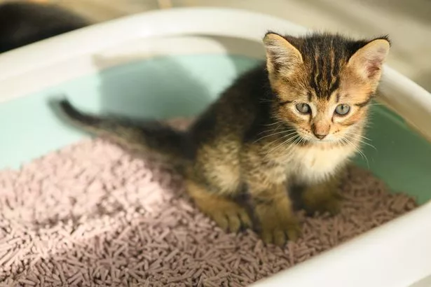 To stop cats from peeing outside their litter box, you need to ensure they have no underlying medical issues