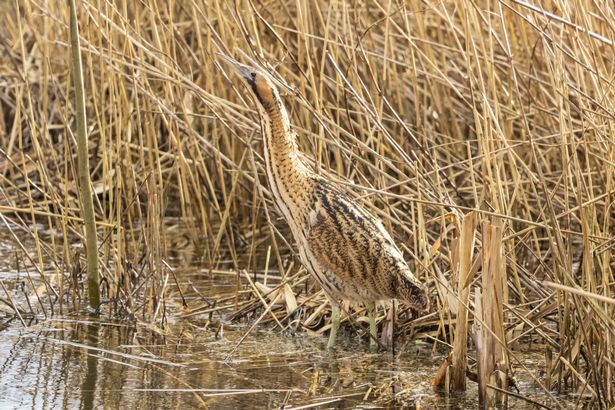 Bittern