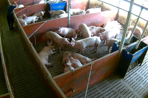 A screenshot of a man allegedly hitting a pig at Sowerby Top farm.