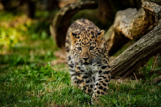 Two Amur leopard cubs at Yorkshire Wildlife Park are taking their next baby steps towards making their future public debut
