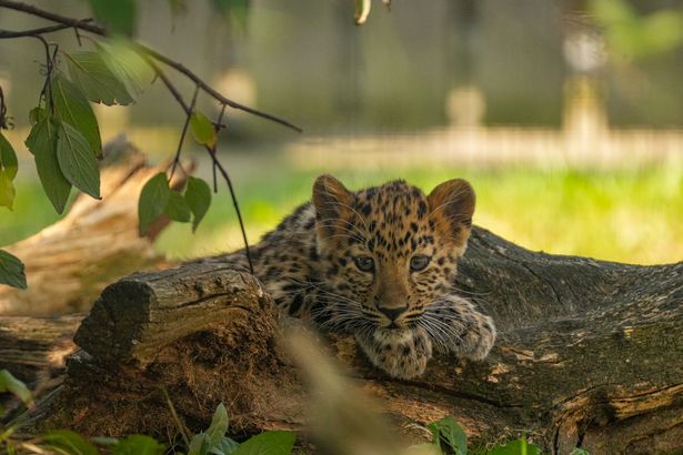 Two Amur leopard cubs at Yorkshire Wildlife Park are taking their next baby steps towards making their future public debut