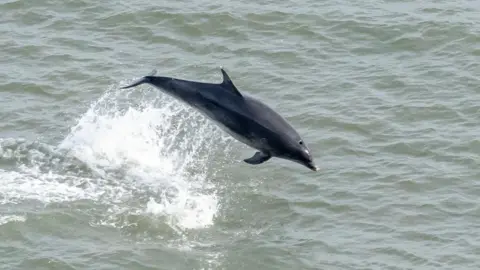 Alan Coe A bottlenose dolphin breaches in the North Sea
