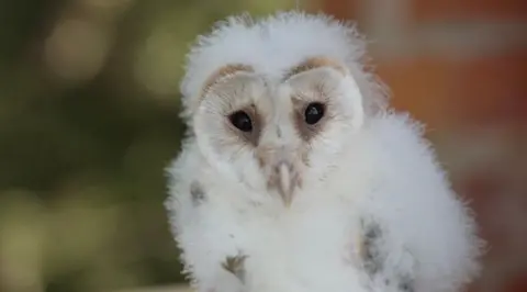 The picture shows a baby owl looking directly at the camera. It has white fluffy feathers all over its head and chest. It has dark black eyes and a small pointy beak.
