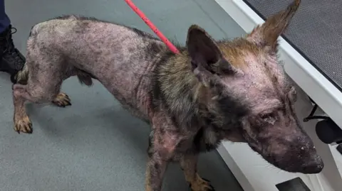 RSPCA A German Shepherd dog, with barely any fur and red skin with a red lead around his neck. 