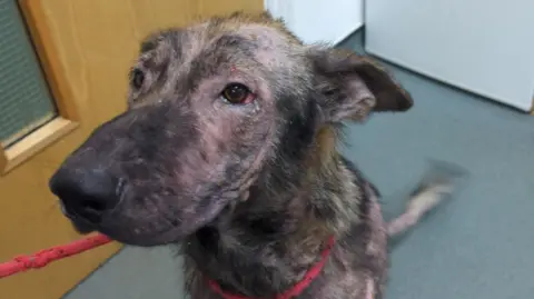 RSPCA A German shepherd dog, with barely any fur and red skin sat down with a red lead around his neck. 