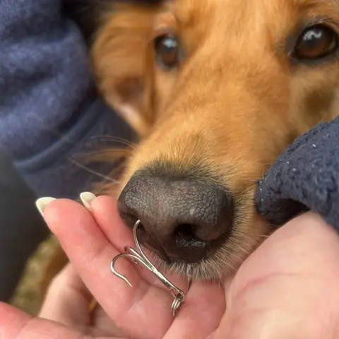 Katie Stevens Golden retriever and Irish retriever cross dog with fish hook stuck in its nose. The dog's nose is held in the hand of a woman wearing a blue coat. 