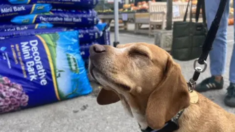 BBC A golden Labrador holds its snout up, against a backdrop of bags containing compost. The garden centre's entrance is behind the dog. 