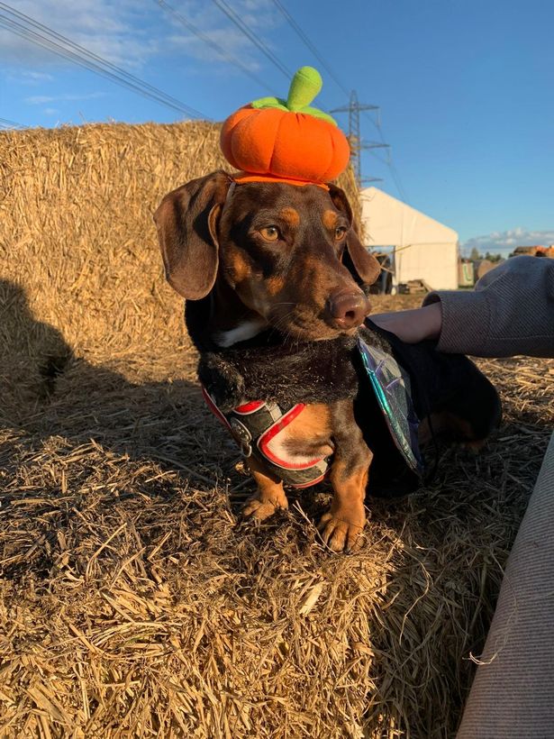 The sessions offer dogs a chance to enjoy the festivities 
