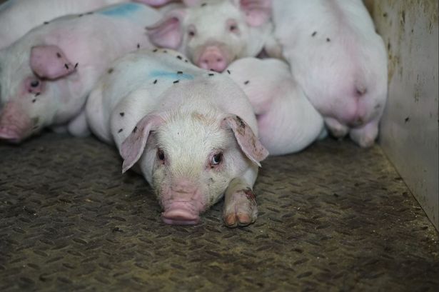 Cranswick sacked members of staff showing in the footage.
