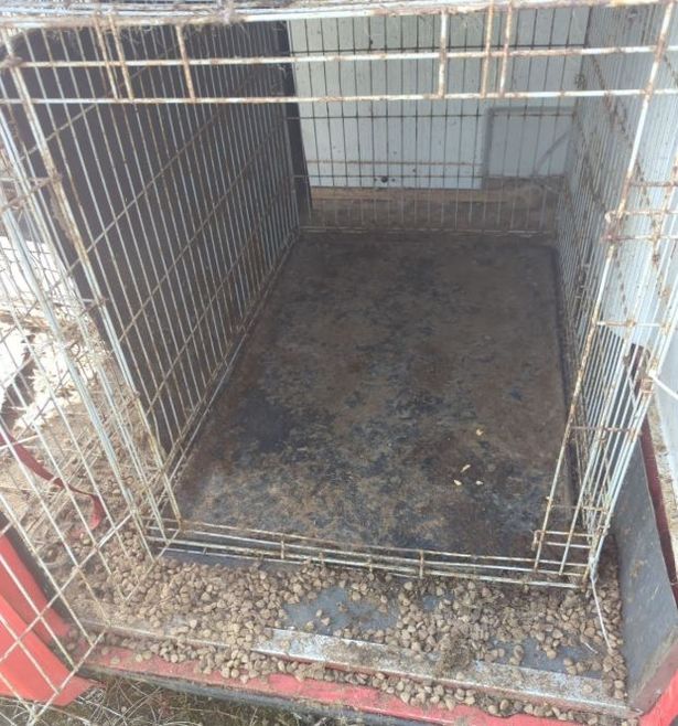 During an interview with the RSPCA, Welbourn admitted ownership and sole responsibility for the care of the dogs