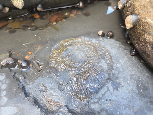 Plenty of fossils still lie in hiding waiting to be found on the beach