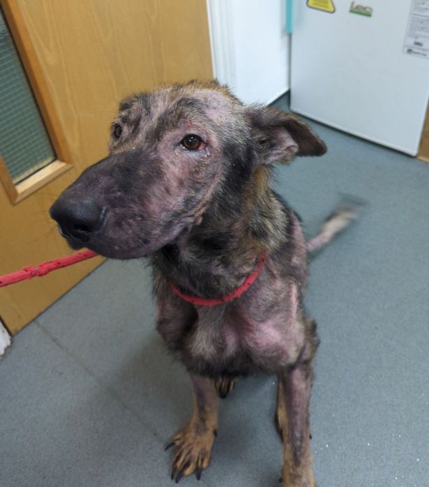 Poor Simba sadly died age 10 months old