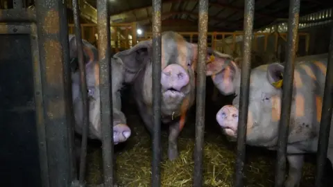 Animal Justice Project Three pigs inside an enclosure looking at the camera through metal bars.