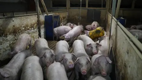 Animal Justice Project A group of pigs cramped in a small area.