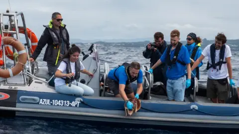 SEA LIFE/João Pedreda A group of people on a speedboat in the ocean watch as a man lowers a sea turtle into the ocean. He wears a blue polo shirt and blue medical gloves. In the background, coastline can be seen.