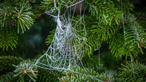 Edmund Lowe/Getty Images A spider web covered in frozen dew hangs between branches of a green pine tree. The web is in the centre of the image and is glistening against the dark background.