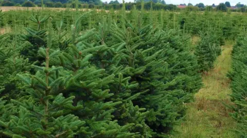 Newsholme Christmas Trees A field full of Christmas trees, with grass between them. A few homes are in the far distance.