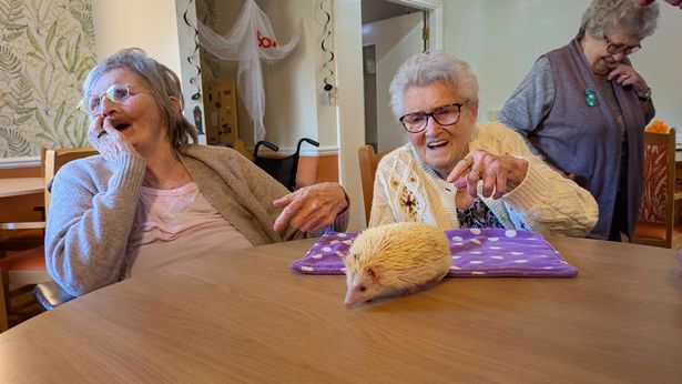 A pygmy hedgehog that was brought along