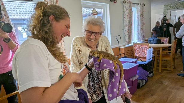 A bearded dragon visiting from The Purple Pig Farm
