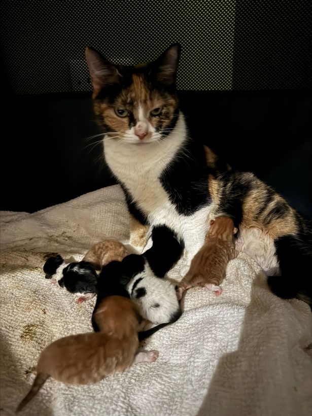 Mamma Lillian with her kittens
