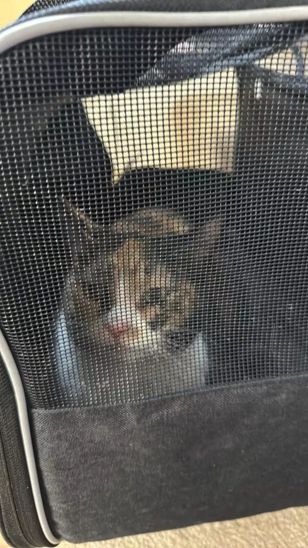 Mama Lilian in the cat carrier she was found in