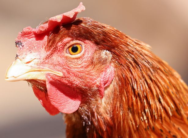 Stock image of a chicken