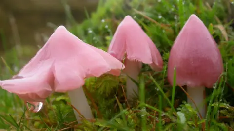 Ray Woods/Plantlife A collection of three pale pink mushrooms, each conical at first then spreading and splitting, surrounded by grass.