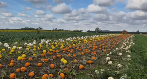 BBC / Isabella Norrison A field of crops and rows of white, yellow and orange pumpkins.